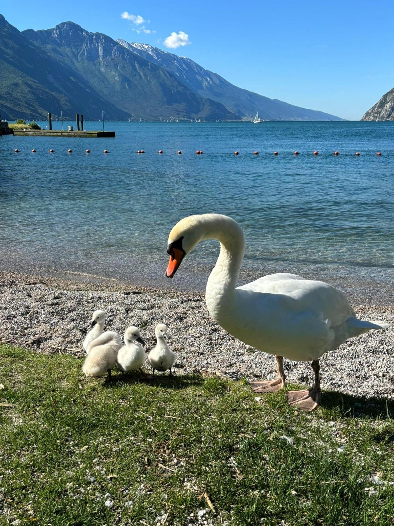 Garden & Pool Perugini Apartment Torbole Sul Garda Ngoại thất bức ảnh